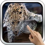 Logo of Magic Touch Leopard Live Wall android Application 