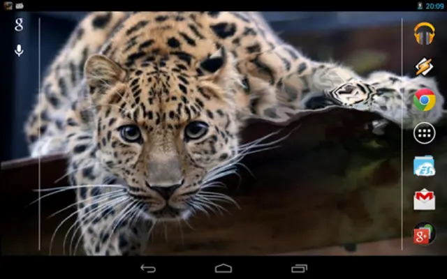 Magic Touch Leopard Live Wall android App screenshot 0